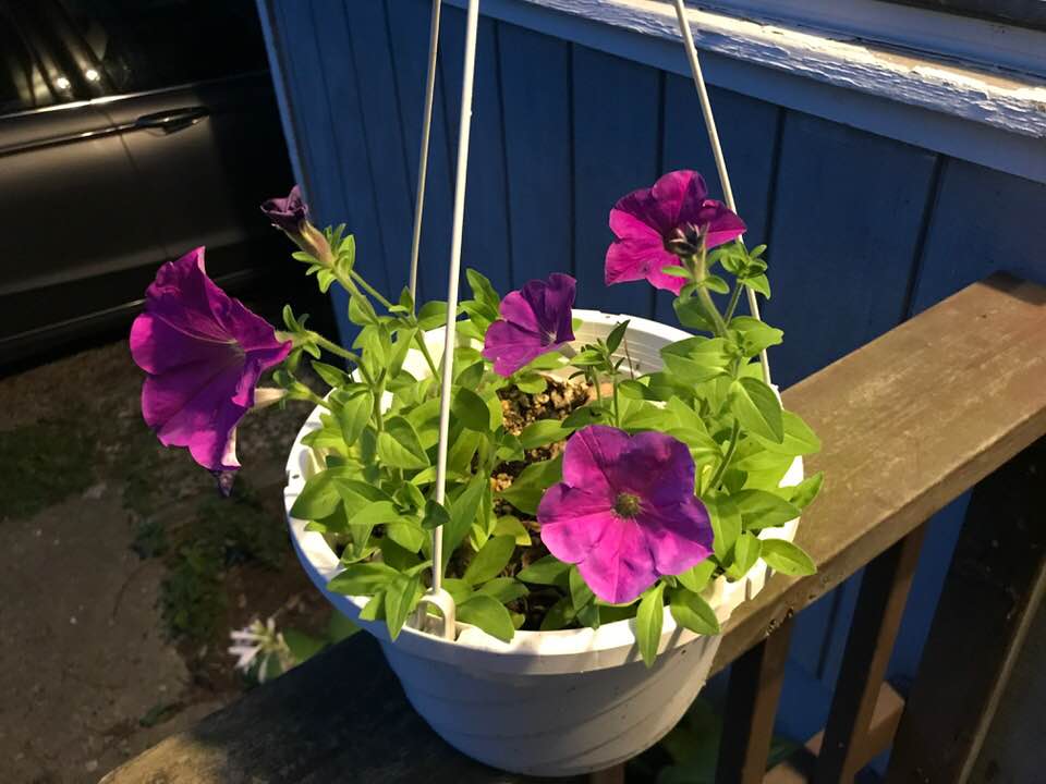 Hanging basket with purple petunias